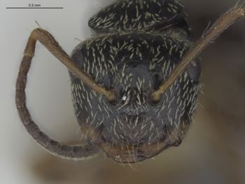 Media type: image;   Entomology 539168 Aspect: head